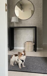 Koirakodin matto Roba harmaa eteisessä